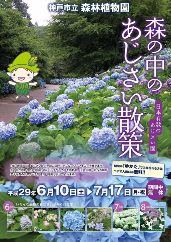 美しい350品種 5万株のあじさい 森の中のあじさい散策 が神戸市立森林植物園で開催されますよ 横尾さん 僕 泳いでますか 兵庫県加古川市の地域情報サイト