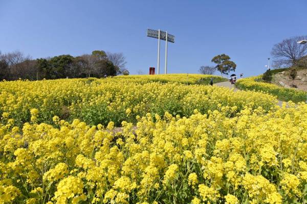 5万本菜の花 菜の花まつり19 神戸総合運動公園コスモスの丘 神戸市須磨区 横尾さん 僕 泳いでますか 兵庫県加古川市の地域情報サイト