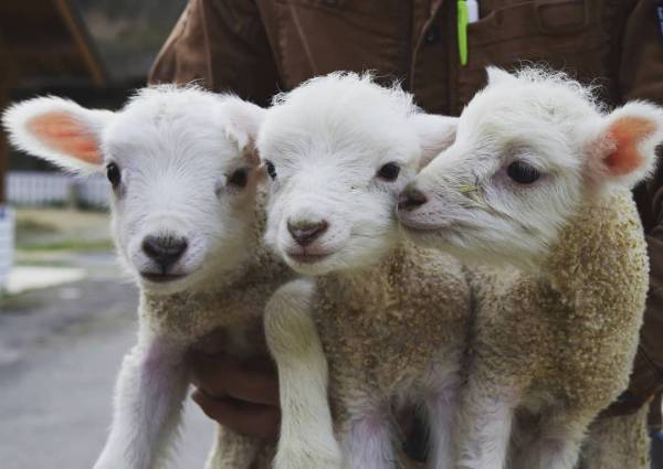 神崎農村公園ヨーデルの森 神河町 19羊の赤ちゃんが誕生 すくすく育ち中 かわいい 横尾さん 僕 泳いでますか 兵庫県加古川市の地域情報サイト