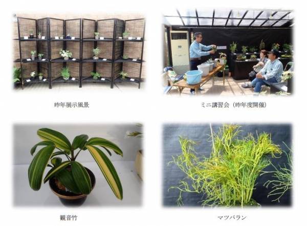 手柄山温室植物園 古典植物と山野草展 姫路市 横尾さん 僕 泳いでますか 兵庫県加古川市の地域情報サイト