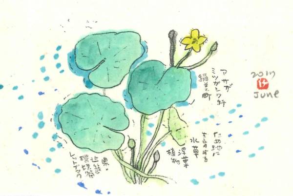 岩田健三郎氏オリジナルの植物画100点展示